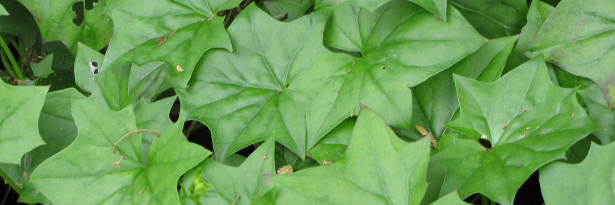 German Ivy
